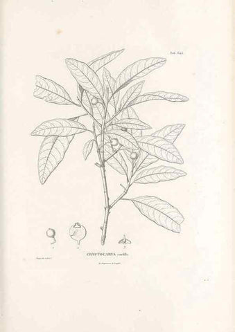Reproducción/Reproduction 49521327613: Nova genera et species plantarum :. Antverpiae :Ex officina Christophori Plantini ...,1576.. 