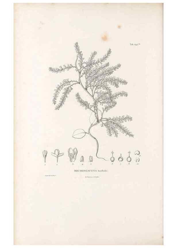 Reproducción/Reproduction 49521327883: Nova genera et species plantarum :. Antverpiae :Ex officina Christophori Plantini ...,1576.. 