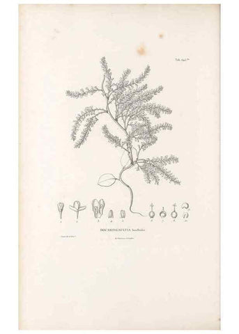 Reproducción/Reproduction 49521327883: Nova genera et species plantarum :. Antverpiae :Ex officina Christophori Plantini ...,1576.. 