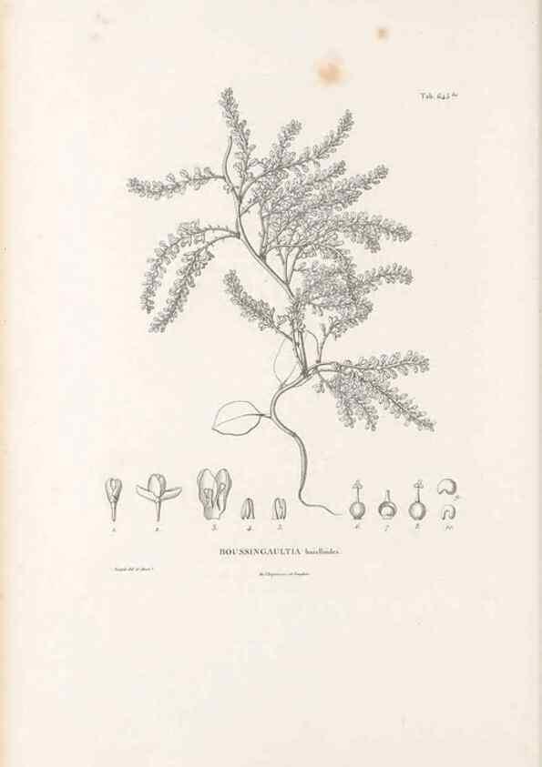 Reproducción/Reproduction 49521327883: Nova genera et species plantarum :. Antverpiae :Ex officina Christophori Plantini ...,1576.. 