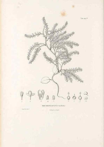 Reproducción/Reproduction 49521327883: Nova genera et species plantarum :. Antverpiae :Ex officina Christophori Plantini ...,1576.. 