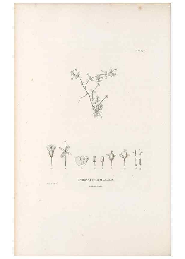 Reproducción/Reproduction 49521328133: Nova genera et species plantarum :. Antverpiae :Ex officina Christophori Plantini ...,1576.. 
