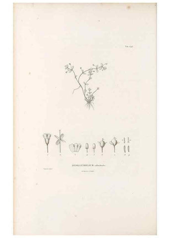 Reproducción/Reproduction 49521328133: Nova genera et species plantarum :. Antverpiae :Ex officina Christophori Plantini ...,1576.. 