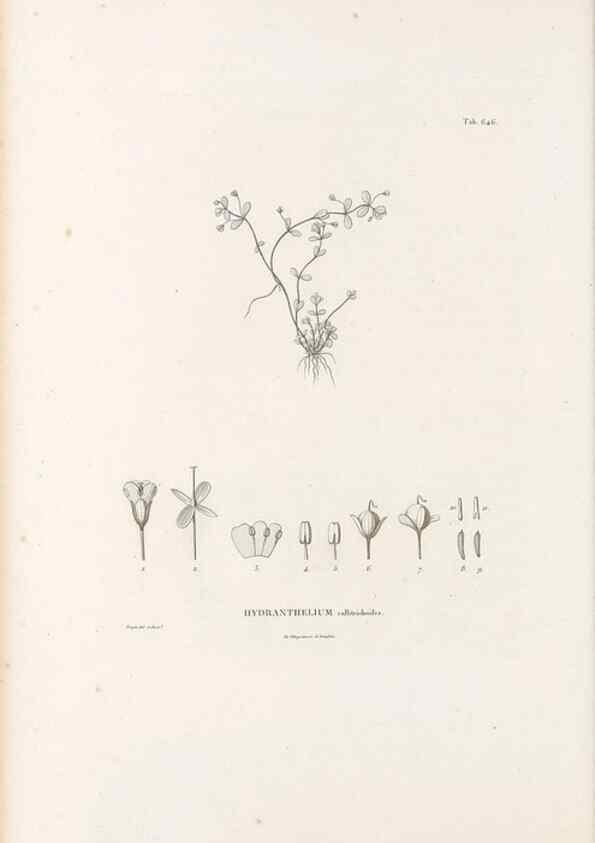 Reproducción/Reproduction 49521328133: Nova genera et species plantarum :. Antverpiae :Ex officina Christophori Plantini ...,1576.. 