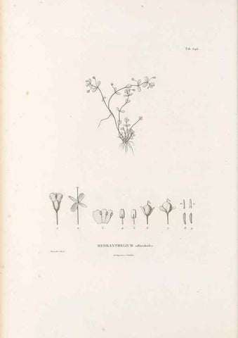 Reproducción/Reproduction 49521328133: Nova genera et species plantarum :. Antverpiae :Ex officina Christophori Plantini ...,1576.. 