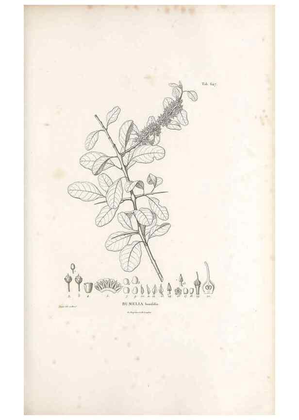 Reproducción/Reproduction 49521328343: Nova genera et species plantarum :. Antverpiae :Ex officina Christophori Plantini ...,1576.. 