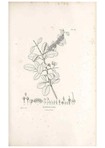 Reproducción/Reproduction 49521328343: Nova genera et species plantarum :. Antverpiae :Ex officina Christophori Plantini ...,1576.. 