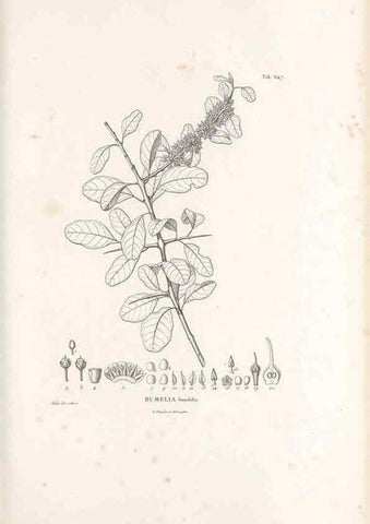 Reproducción/Reproduction 49521328343: Nova genera et species plantarum :. Antverpiae :Ex officina Christophori Plantini ...,1576.. 