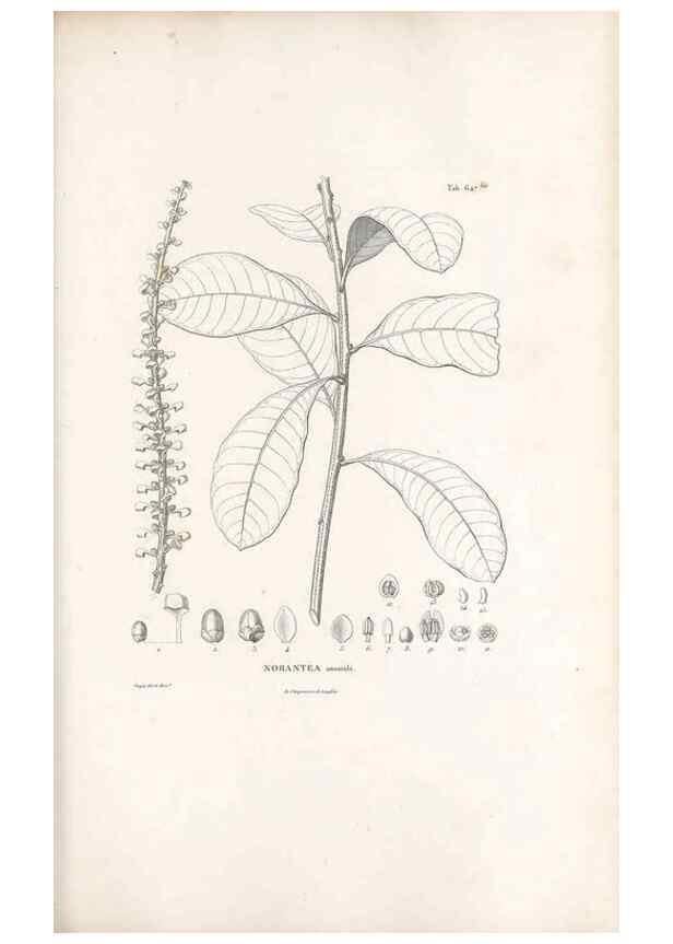 Reproducción/Reproduction 49521850326: Nova genera et species plantarum :. Antverpiae :Ex officina Christophori Plantini ...,1576.. 