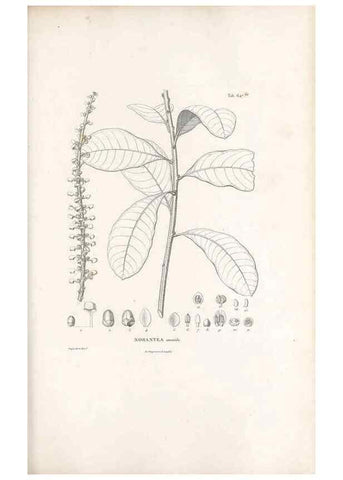 Reproducción/Reproduction 49521850326: Nova genera et species plantarum :. Antverpiae :Ex officina Christophori Plantini ...,1576.. 