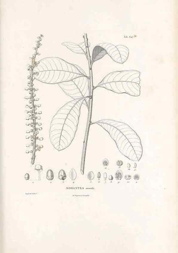 Reproducción/Reproduction 49521850326: Nova genera et species plantarum :. Antverpiae :Ex officina Christophori Plantini ...,1576.. 