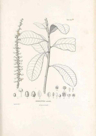 Reproducción/Reproduction 49521850326: Nova genera et species plantarum :. Antverpiae :Ex officina Christophori Plantini ...,1576.. 