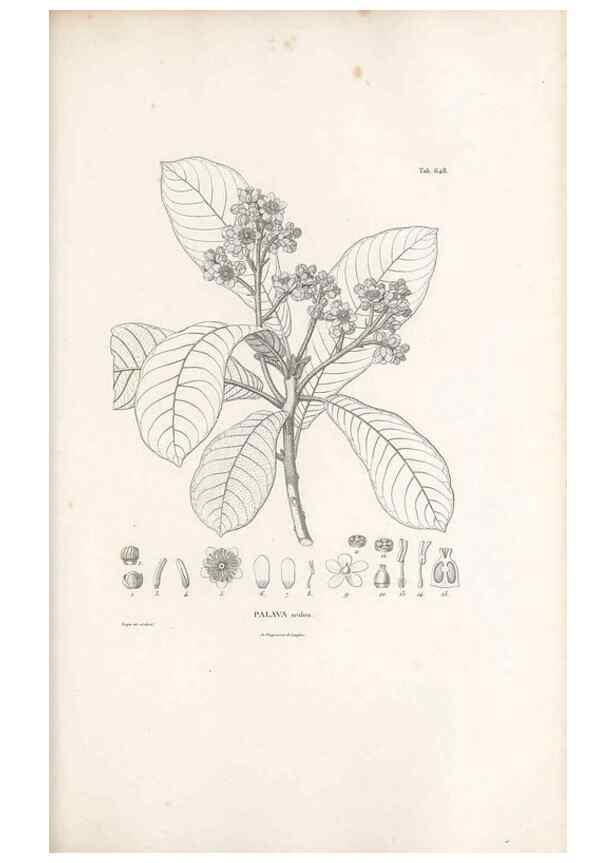 Reproducción/Reproduction 49521328973: Nova genera et species plantarum :. Antverpiae :Ex officina Christophori Plantini ...,1576.. 
