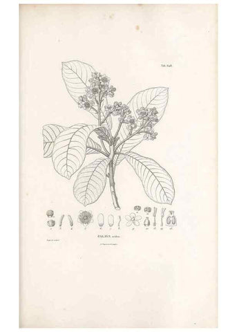 Reproducción/Reproduction 49521328973: Nova genera et species plantarum :. Antverpiae :Ex officina Christophori Plantini ...,1576.. 