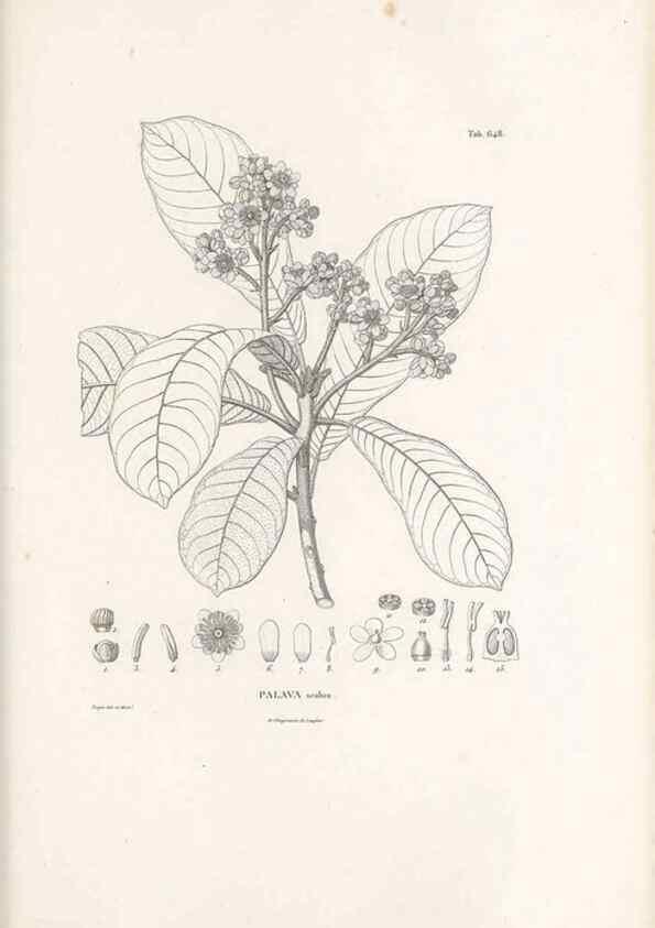 Reproducción/Reproduction 49521328973: Nova genera et species plantarum :. Antverpiae :Ex officina Christophori Plantini ...,1576.. 