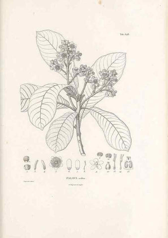 Reproducción/Reproduction 49521328973: Nova genera et species plantarum :. Antverpiae :Ex officina Christophori Plantini ...,1576.. 