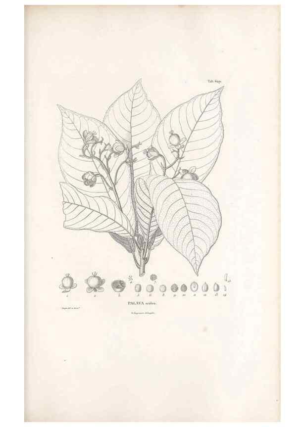 Reproducción/Reproduction 49521851046: Nova genera et species plantarum :. Antverpiae :Ex officina Christophori Plantini ...,1576.. 