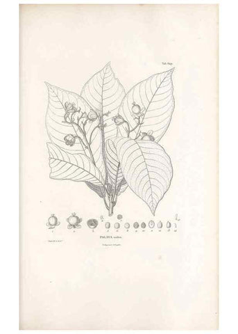 Reproducción/Reproduction 49521851046: Nova genera et species plantarum :. Antverpiae :Ex officina Christophori Plantini ...,1576.. 