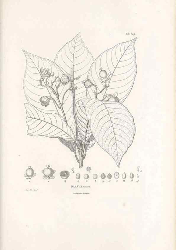 Reproducción/Reproduction 49521851046: Nova genera et species plantarum :. Antverpiae :Ex officina Christophori Plantini ...,1576.. 