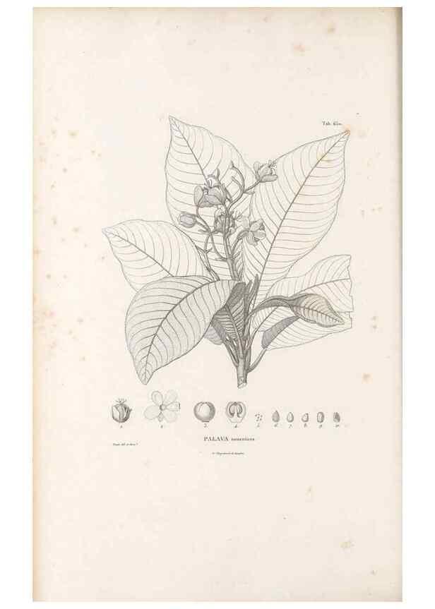 Reproducción/Reproduction 49522063482: Nova genera et species plantarum :. Antverpiae :Ex officina Christophori Plantini ...,1576.. 