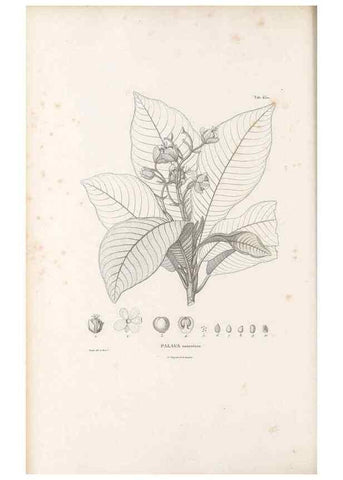 Reproducción/Reproduction 49522063482: Nova genera et species plantarum :. Antverpiae :Ex officina Christophori Plantini ...,1576.. 