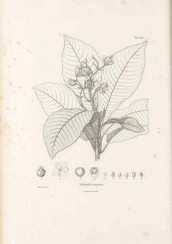 Reproducción/Reproduction 49522063482: Nova genera et species plantarum :. Antverpiae :Ex officina Christophori Plantini ...,1576.. 