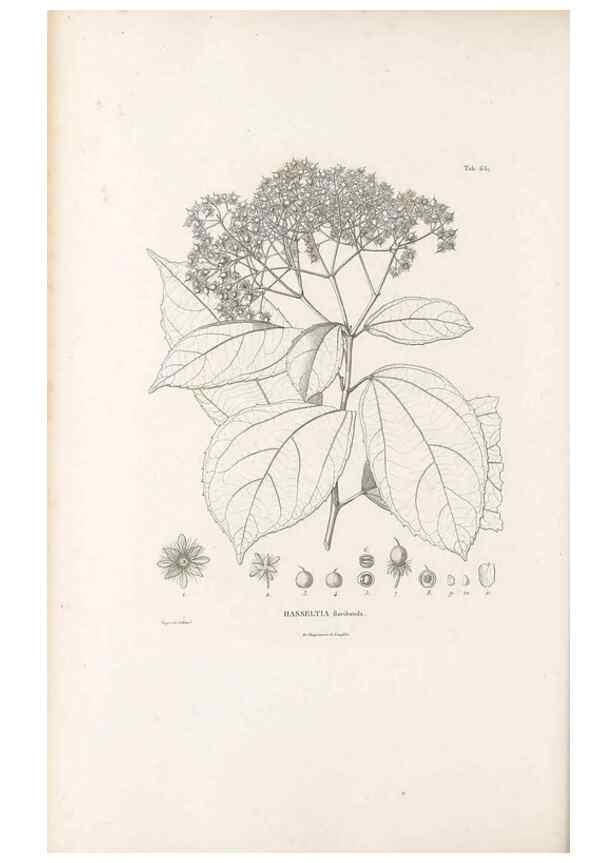 Reproducción/Reproduction 49521851696: Nova genera et species plantarum :. Antverpiae :Ex officina Christophori Plantini ...,1576.. 