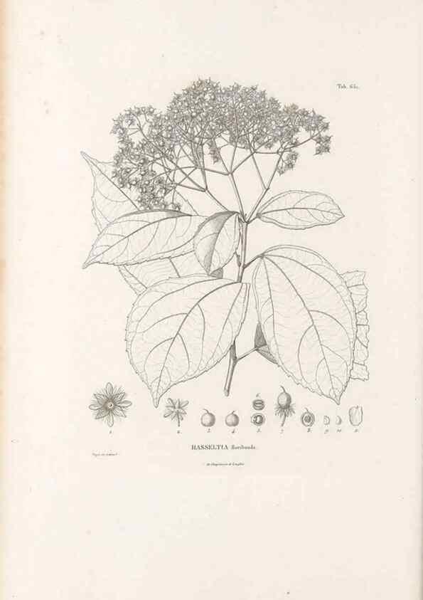 Reproducción/Reproduction 49521851696: Nova genera et species plantarum :. Antverpiae :Ex officina Christophori Plantini ...,1576.. 