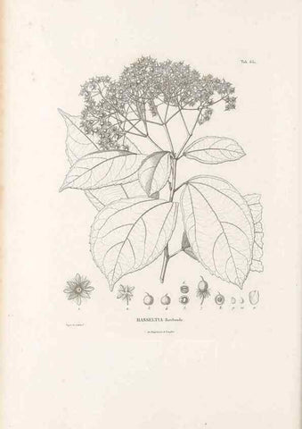 Reproducción/Reproduction 49521851696: Nova genera et species plantarum :. Antverpiae :Ex officina Christophori Plantini ...,1576.. 