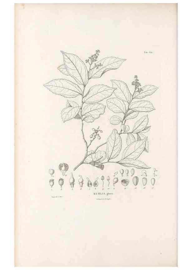 Reproducción/Reproduction 49521852051: Nova genera et species plantarum :. Antverpiae :Ex officina Christophori Plantini ...,1576.. 
