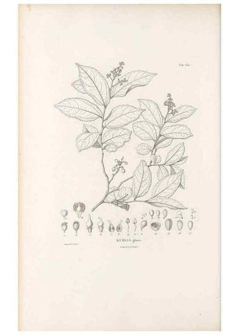 Reproducción/Reproduction 49521852051: Nova genera et species plantarum :. Antverpiae :Ex officina Christophori Plantini ...,1576.. 