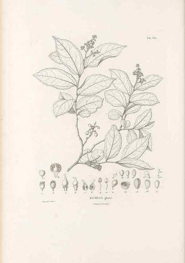 Reproducción/Reproduction 49521852051: Nova genera et species plantarum :. Antverpiae :Ex officina Christophori Plantini ...,1576.. 