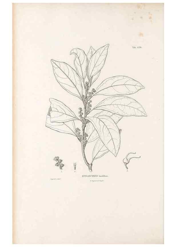 Reproducción/Reproduction 49522059267: Nova genera et species plantarum :. Antverpiae :Ex officina Christophori Plantini ...,1576.. 