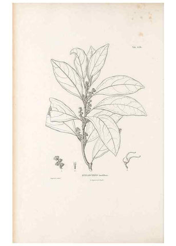 Reproducción/Reproduction 49522059267: Nova genera et species plantarum :. Antverpiae :Ex officina Christophori Plantini ...,1576.. 