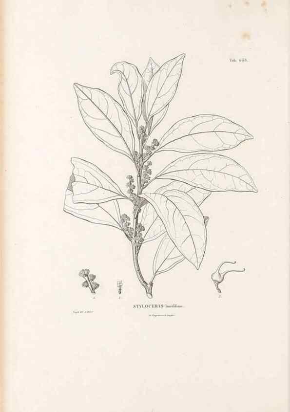 Reproducción/Reproduction 49522059267: Nova genera et species plantarum :. Antverpiae :Ex officina Christophori Plantini ...,1576.. 