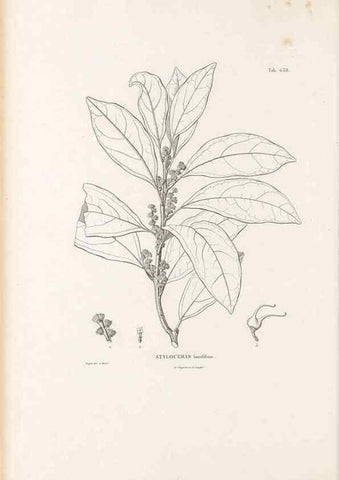 Reproducción/Reproduction 49522059267: Nova genera et species plantarum :. Antverpiae :Ex officina Christophori Plantini ...,1576.. 