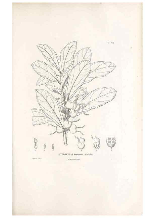 Reproducción/Reproduction 49521847021: Nova genera et species plantarum :. Antverpiae :Ex officina Christophori Plantini ...,1576.. 