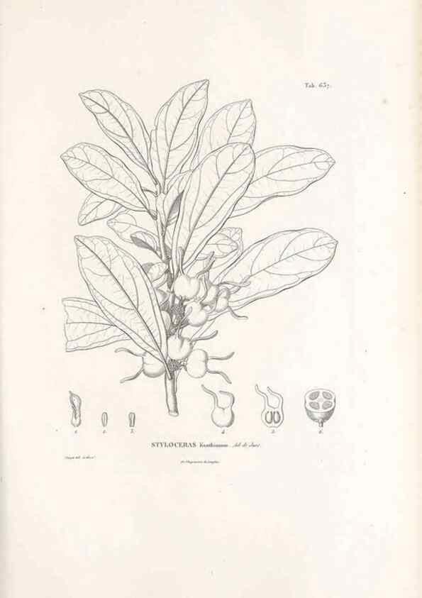 Reproducción/Reproduction 49521847021: Nova genera et species plantarum :. Antverpiae :Ex officina Christophori Plantini ...,1576.. 