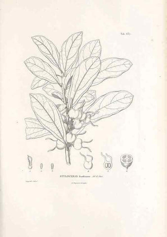 Reproducción/Reproduction 49521847021: Nova genera et species plantarum :. Antverpiae :Ex officina Christophori Plantini ...,1576.. 