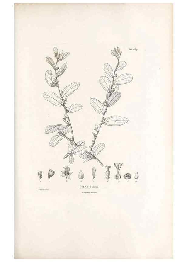 Reproducción/Reproduction 49522058597: Nova genera et species plantarum :. Antverpiae :Ex officina Christophori Plantini ...,1576.. 