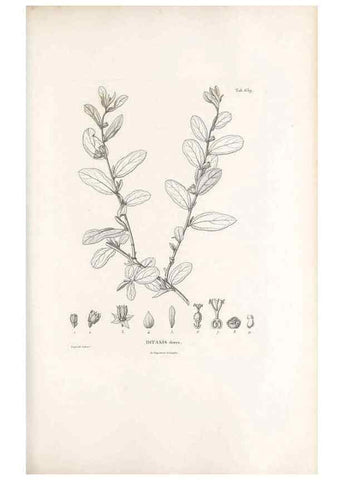Reproducción/Reproduction 49522058597: Nova genera et species plantarum :. Antverpiae :Ex officina Christophori Plantini ...,1576.. 
