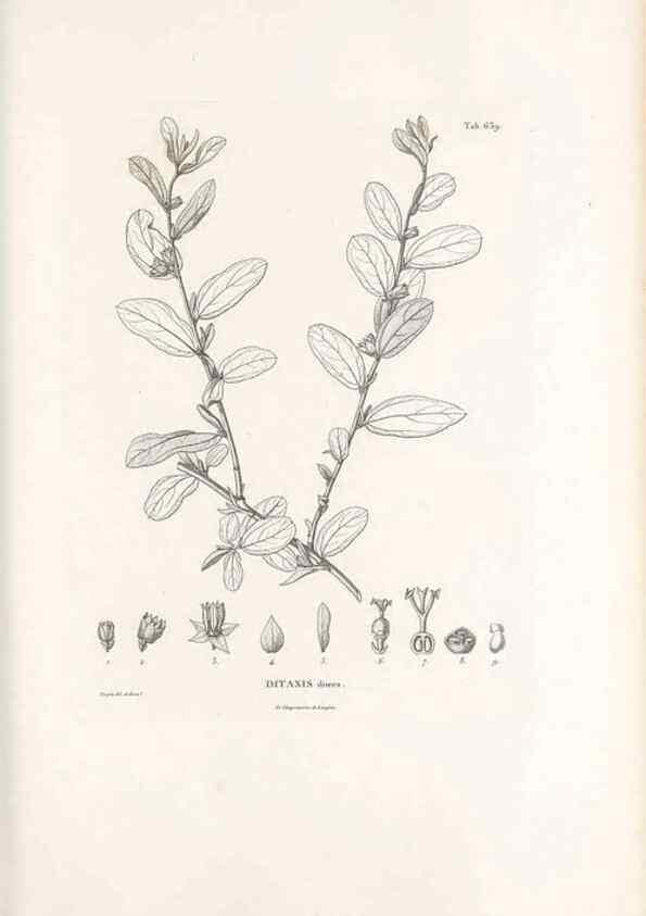 Reproducción/Reproduction 49522058597: Nova genera et species plantarum :. Antverpiae :Ex officina Christophori Plantini ...,1576.. 