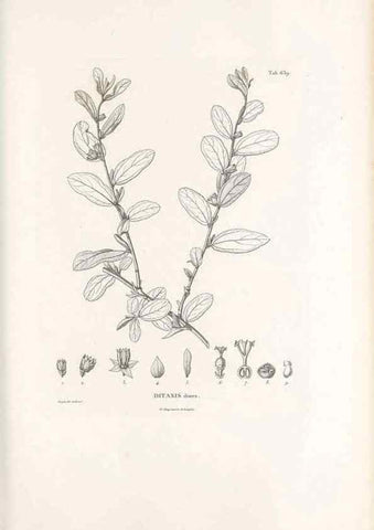 Reproducción/Reproduction 49522058597: Nova genera et species plantarum :. Antverpiae :Ex officina Christophori Plantini ...,1576.. 