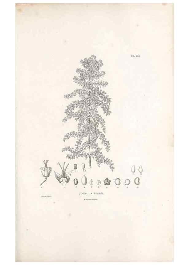 Reproducción/Reproduction 49521846336: Nova genera et species plantarum :. Antverpiae :Ex officina Christophori Plantini ...,1576.. 