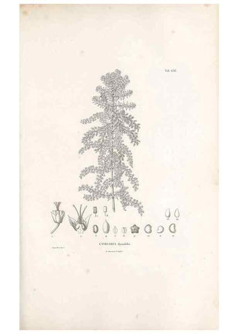 Reproducción/Reproduction 49521846336: Nova genera et species plantarum :. Antverpiae :Ex officina Christophori Plantini ...,1576.. 