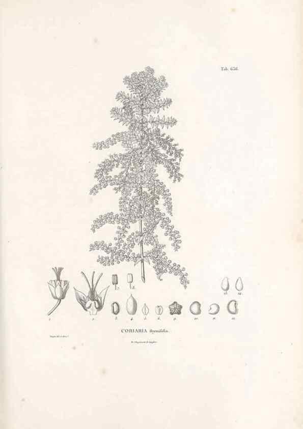 Reproducción/Reproduction 49521846336: Nova genera et species plantarum :. Antverpiae :Ex officina Christophori Plantini ...,1576.. 