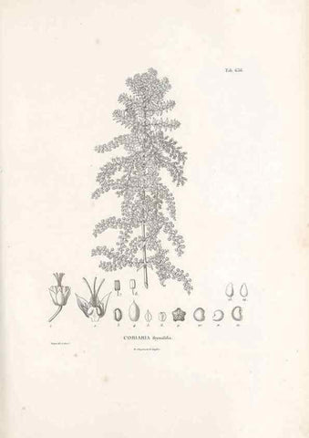 Reproducción/Reproduction 49521846336: Nova genera et species plantarum :. Antverpiae :Ex officina Christophori Plantini ...,1576.. 