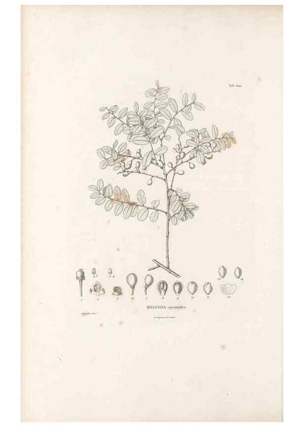 Reproducción/Reproduction 49522052662: Nova genera et species plantarum :. Antverpiae :Ex officina Christophori Plantini ...,1576.. 