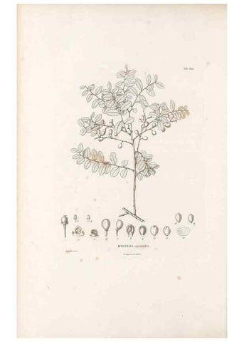 Reproducción/Reproduction 49522052662: Nova genera et species plantarum :. Antverpiae :Ex officina Christophori Plantini ...,1576.. 