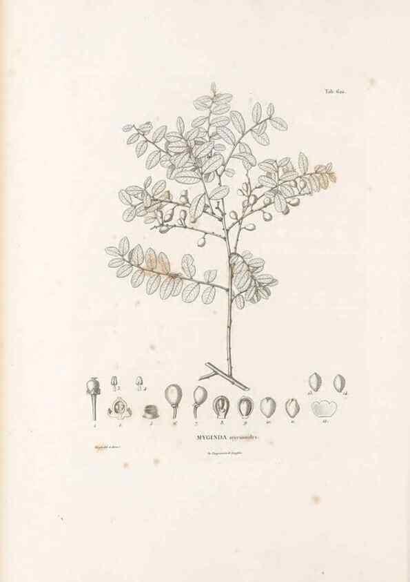 Reproducción/Reproduction 49522052662: Nova genera et species plantarum :. Antverpiae :Ex officina Christophori Plantini ...,1576.. 